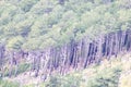 Crimean mountain forests with pine forest and Yayla