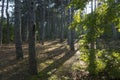 Crimean nature. Tsars path