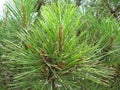 Crimean pine