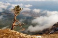 The Crimean pine on breakage of rocks Royalty Free Stock Photo