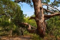 Crimean pine. Coniferous tree of Crimea.