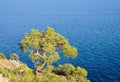 Crimean pine on rock over the sea