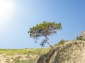 The Crimean pine of Stankevich is crooked in the wind. Royalty Free Stock Photo