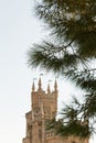 Crimean pine tree and Swallow Nest castle, Crimea Royalty Free Stock Photo