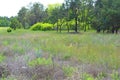 Crimean pines, Christmas trees on a green meadow, tall green grass, large bushes growing in the forest. Royalty Free Stock Photo