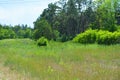 Crimean pines, Christmas trees on a green meadow, tall green grass, large bushes growing in the forest. Royalty Free Stock Photo