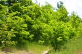 Crimean pines, Christmas trees on a green meadow, tall green grass, large bushes growing in the forest. Royalty Free Stock Photo