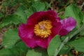 The Crimean red peony close up Paeonia daurica . Wild springtime flower