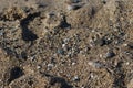 Crimean sand in the sunlight