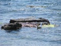 Seagull Splashes In Water Near A Large Stone