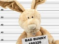 Criminal bunny Royalty Free Stock Photo