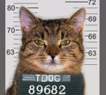 Criminal cat
