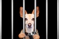 criminal dog behind bars in police station, jail prison, or shelter for bad behavior Royalty Free Stock Photo