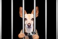 criminal dog behind bars in police station, jail prison, or shelter for bad behavior