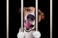 criminal dog behind bars in police station, jail prison, or shelter for bad behavior Royalty Free Stock Photo