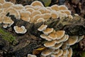 crimped gill mushrooms on a dead tree