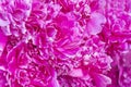 Crimson abstract background of petals of a peony flower