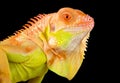 Albino iguana Iguana iguana Royalty Free Stock Photo