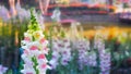 Crimson antirrhinum flower, snapdragon flower.