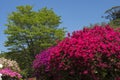 Crimson azalea flowers