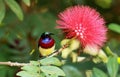 Crimson backed sunbird, Leptocoma minima, male, Coorg, Karnataka, India Royalty Free Stock Photo