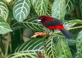 Crimson-backed Tanager Ramphocelus dimidiatus