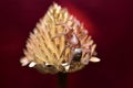 On a crimson background, a tegenaria spider sits on a dry flower.