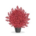 Crimson barberry bush trimmed into a ball shape