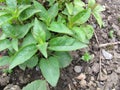 Crimson beebalm, Monarda didyma