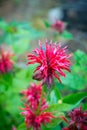 Crimson beebalm Monarda growing in the garden