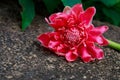 Crimson blooming ginger, lying on a stone Thailand