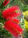 Red Bottlebrush Royalty Free Stock Photo