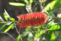 Crimson Bottlebrush Flower Stage