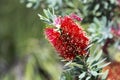 Crimson BottleBrush Callistemon Citrinus Flower Blooming Springtime Southern California