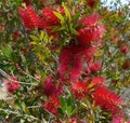 Crimson Bottlebrush Callistemon citrinus red spiky flowering bush Royalty Free Stock Photo