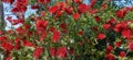 Crimson Bottlebrush Callistemon citrinus red spiky flowering bush Royalty Free Stock Photo