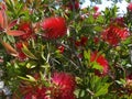 Crimson Bottlebrush Callistemon citrinus red spiky flowering bush Royalty Free Stock Photo