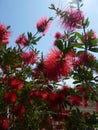 Crimson Bottlebrush Callistemon citrinus red spiky flowering bush Royalty Free Stock Photo