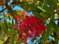 Crimson Bottlebrush-Callistemon citrinus