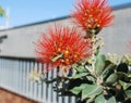 Crimson Bottlebrush Callistemon citrinus var splendens, Myrtaceae family red flowers.