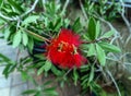 Crimson Bottlebrush Flower in Full Bloom Royalty Free Stock Photo