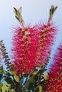 Crimson Bottlebrush flowers close up