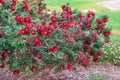 Crimson Bottlebrush, Melaleuca citrina, an evergreen shrub with bright flowers Royalty Free Stock Photo
