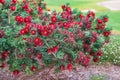 Crimson Bottlebrush, Melaleuca citrina, an evergreen shrub with bright flowers