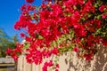 Crimson Tropical Bougainvillea