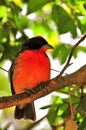 Crimson-breasted finch bird on tree branch