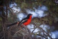 Crimson breasted Gonolek in Kgalagadi transfrontier park, South Africa