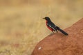 Crimson-breasted Gonolek - Laniarius atrococcineus