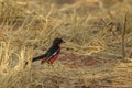 Crimson-breasted Gonolek - Laniarius atrococcineus