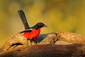 Crimson-breasted gonolek shrike, Laniarius atrococcineus, black and red bird from Etosha, Namibia, Africa. Animal behaviour in